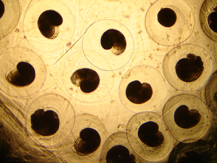 Schneckenlaich unter dem Lichtmikroskop